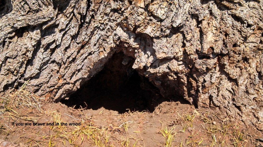 A closer look at the wood